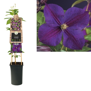 Clematis 'Star of India' +3.0 label