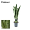 Sansevieria Spearmint (Decorum)