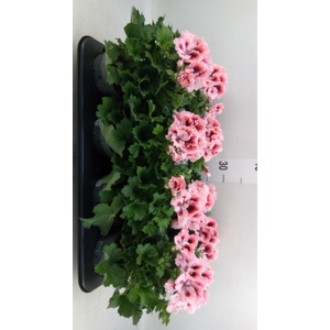 Pelargonium gran.   ..