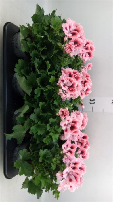 <h4>Pelargonium gran.   ..</h4>
