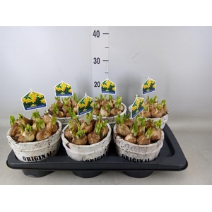 Arr.  Narcissus Tete Tete L%