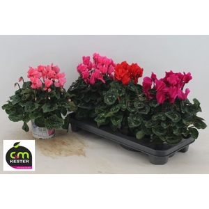 Cyclamen pers. GRBL Super Serie XL