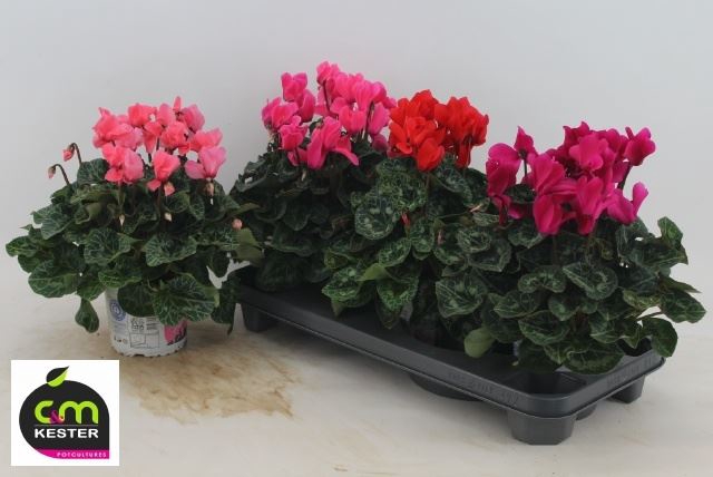 Cyclamen pers. GRBL Super Serie XL