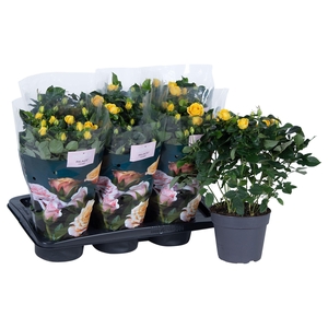Nolina Roses Ø 17 cm Yellow st. 0-1
