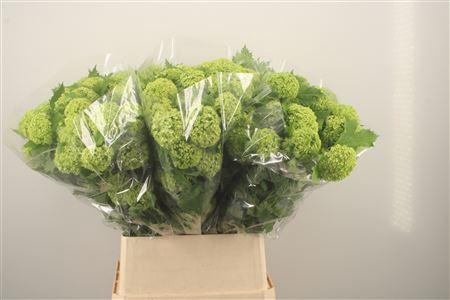 <h4>Viburnum Roseum St</h4>