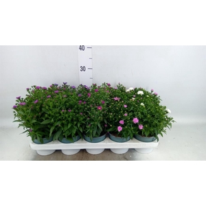 Aster n-b 'Starletta' ..mix