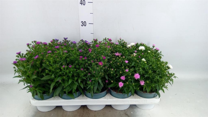 <h4>Aster n-b 'Starletta' ..mix</h4>