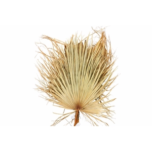 Dried Leaf Washington Super P Stem