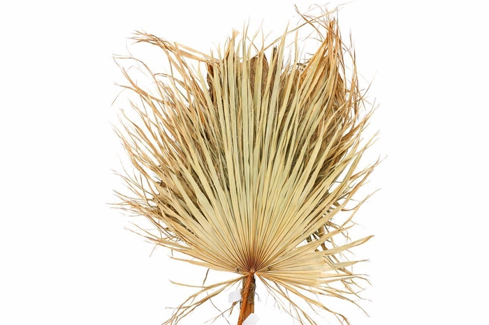 <h4>Dried Leaf Washington Super P Stem</h4>