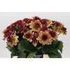 Dahlia Creme de Cognac