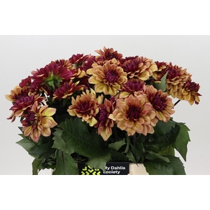 Dahlia Creme de Cognac