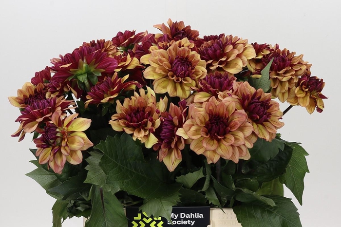 <h4>Dahlia Creme de Cognac</h4>