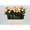 Paeonia Ann Cousins