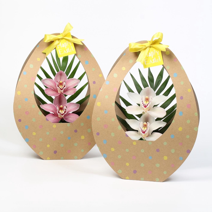 <h4>CYMB VERPAKT P BLOEM 6242</h4>