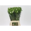 Clarkia Am Gr White