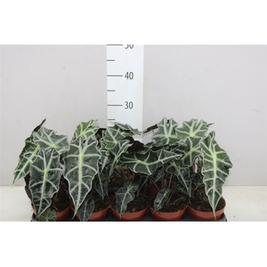 Alocasia Polly