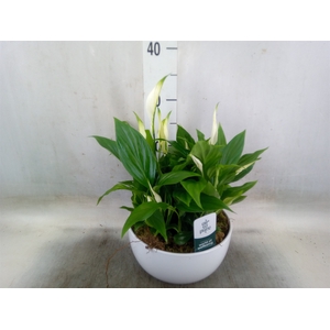 Spathiphyllum  'Pearl Cupido'