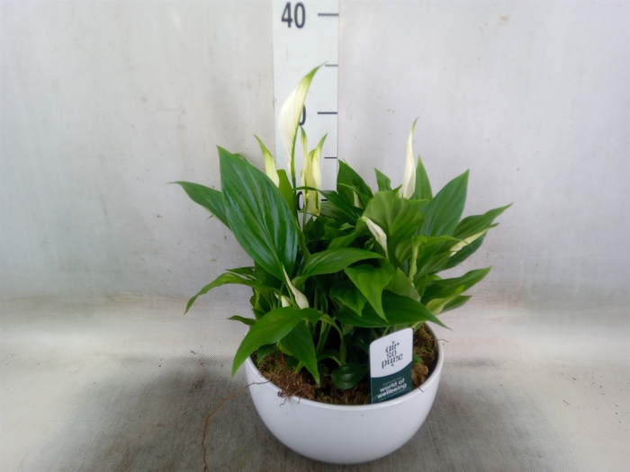 <h4>Spathiphyllum  'Pearl Cupido'</h4>