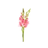 NÃO USAR GLADIOLO 100 CM ROSA