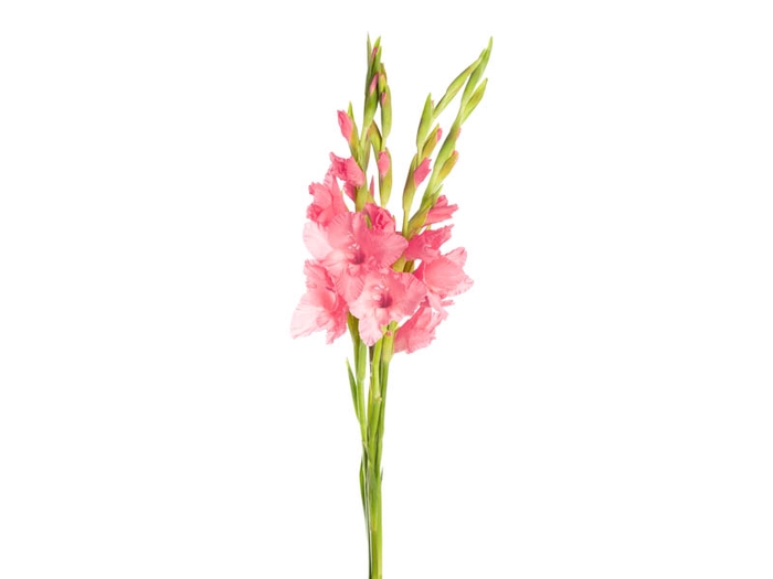 NÃO USAR GLADIOLO 100 CM ROSA