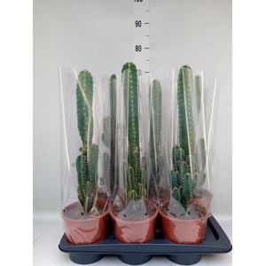 Cereus per. 'Florida'