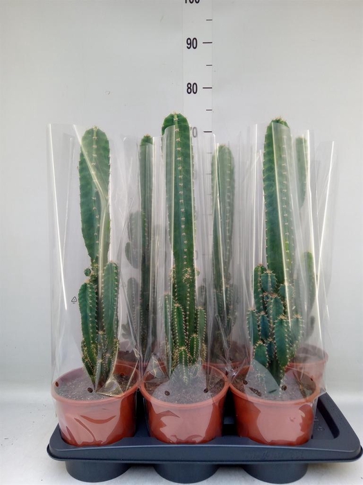 <h4>Cereus per. 'Florida'</h4>