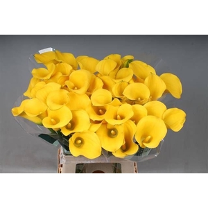 Calla Goldcup