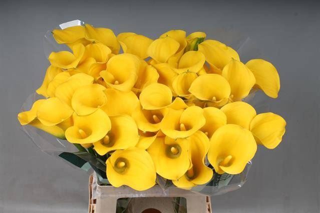 <h4>Calla Goldcup</h4>