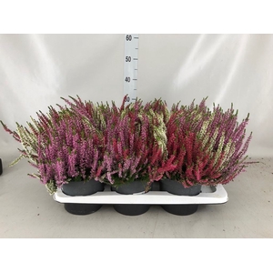 Calluna vulg. 'Beauty L Starl' ..mx