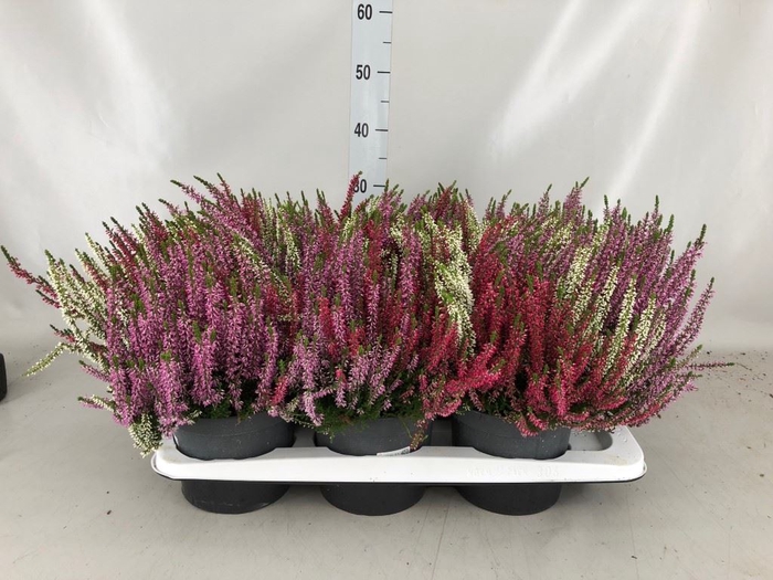 <h4>Calluna vulg. 'Beauty L Starl' ..mx</h4>