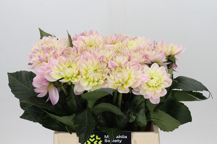 <h4>Dahlia Dianas Memory</h4>