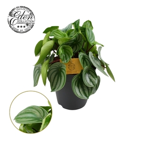 Peperomia Argyreia 15cm