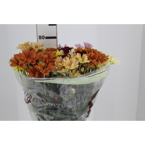CRISANTEMO MISTO ESPECIAL 080 CM