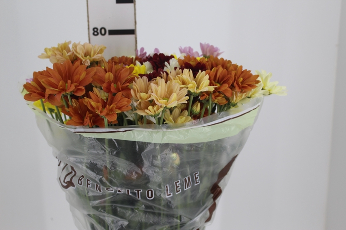 <h4>CRISANTEMO MISTO ESPECIAL 080 CM</h4>
