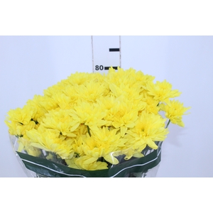 CRISANTEMO ZEMBLA YELLOW 080 CM
