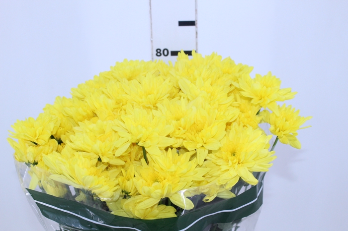 CRISANTEMO ZEMBLA YELLOW 080 CM