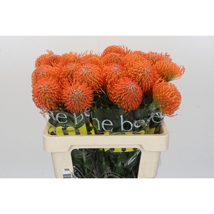 Nutans Ayoba Orange