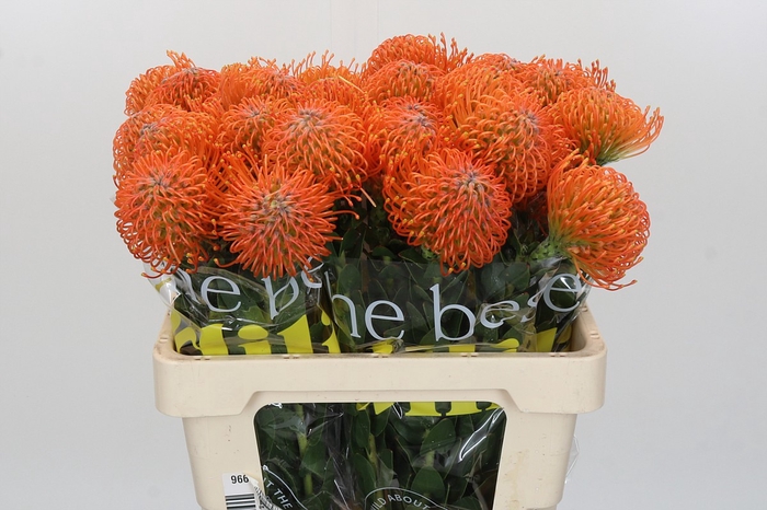 <h4>Nutans Ayoba Orange</h4>