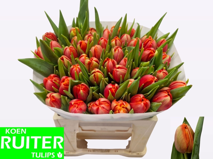 <h4>TU DU TERMINATOR</h4>