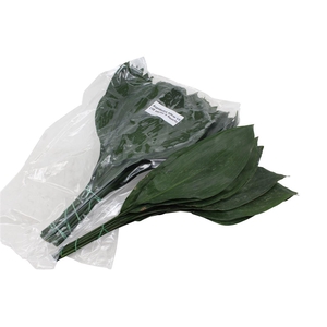 Aspidistra 60cm V P X5