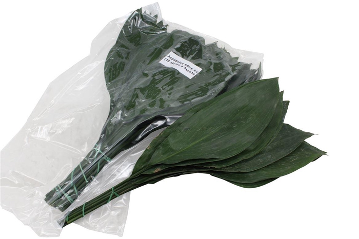 <h4>Aspidistra 60cm V P X5</h4>