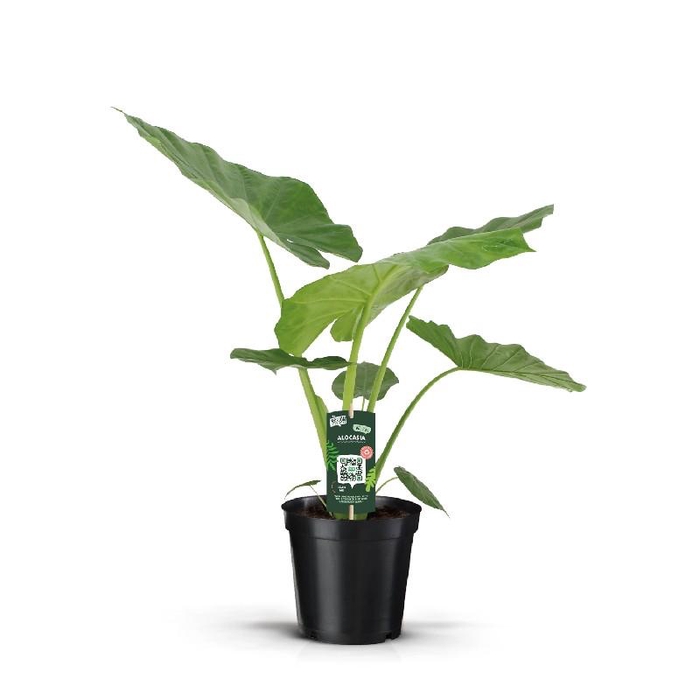 Alocasia Overig Macrorrhiza