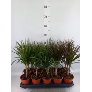 Dracaena marg.   ..mix 2