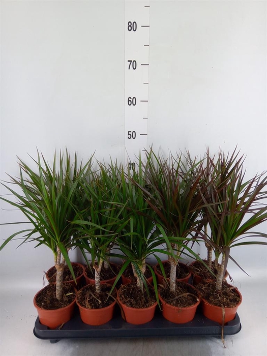 <h4>Dracaena marg.   ..mix 2</h4>