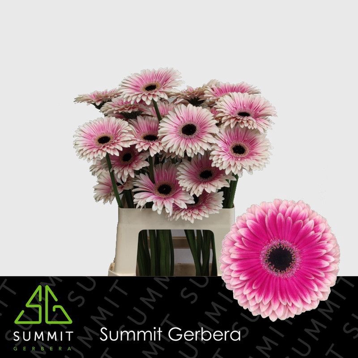 <h4>Gerbera Prelude Water x40</h4>