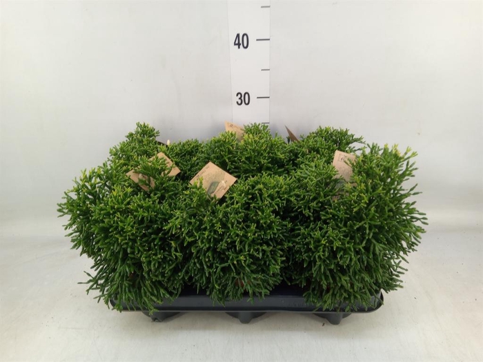 <h4>Rhipsalis   ...</h4>