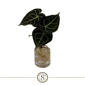 Clarinervium Mini Aqua Roots Cilinder