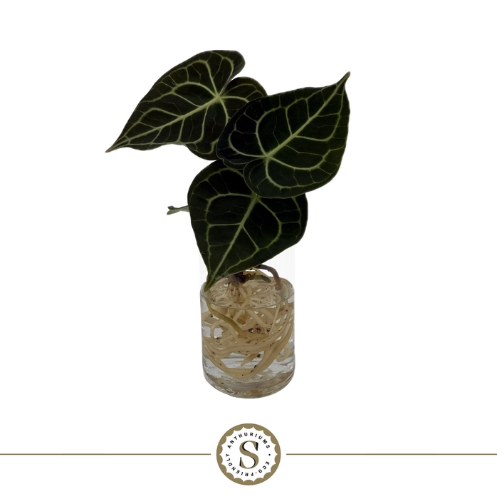 <h4>Clarinervium Mini Aqua Roots Cilinder</h4>