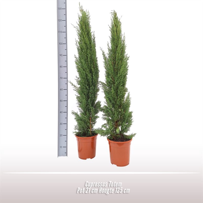 <h4>Cupressus Totem</h4>