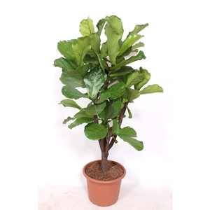 Ficus lyrata